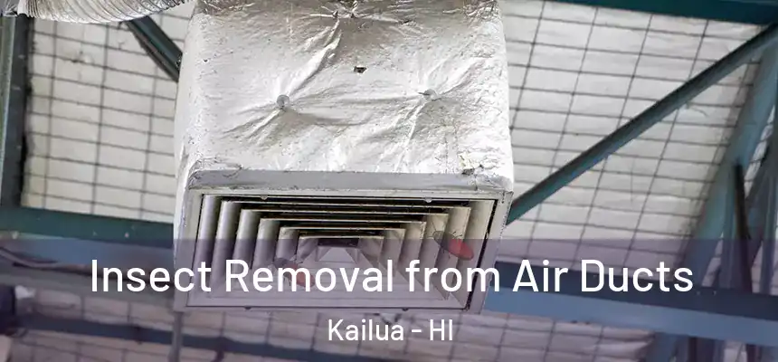  Insect Removal from Air Ducts Kailua - HI